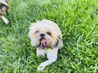 Zaire , a male Shih Tzu for sale in Coalinga, CA – 5 of 6
