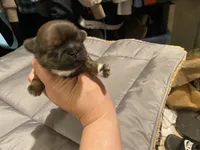 Dexter, a male Shih Tzu for sale in Coalinga, CA – 1 of 6
