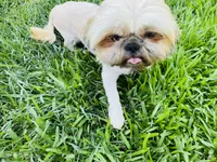 Zaire , a male Shih Tzu for sale in Coalinga, CA – 4 of 6
