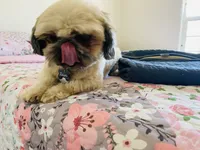 Zaire Akc , a male Shih Tzu for sale in Coalinga, CA – 3 of 4