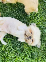 Zaire , a male Shih Tzu for sale in Coalinga, CA – 2 of 6