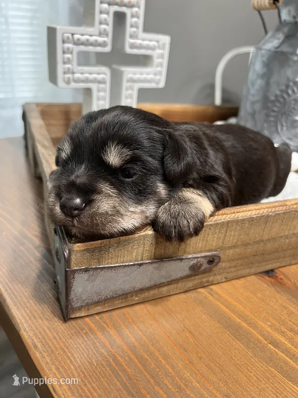 Chocolate – Miniature Schnauzer puppy for sale in Lebanon, MO