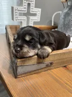 Chocolate, a female Miniature Schnauzer for sale in Lebanon, MO – 1 of 2