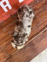 Pig, a male Miniature Schnauzer for sale in Lebanon, MO – 2 of 8