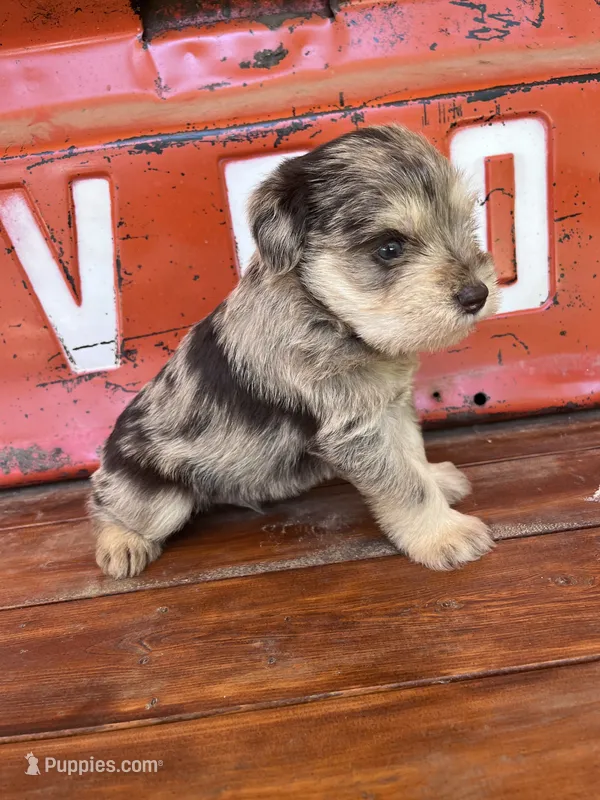 Pig – Miniature Schnauzer puppy for sale in Lebanon, MO