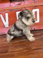 Pig, a male Miniature Schnauzer for sale in Lebanon, MO – 3 of 8