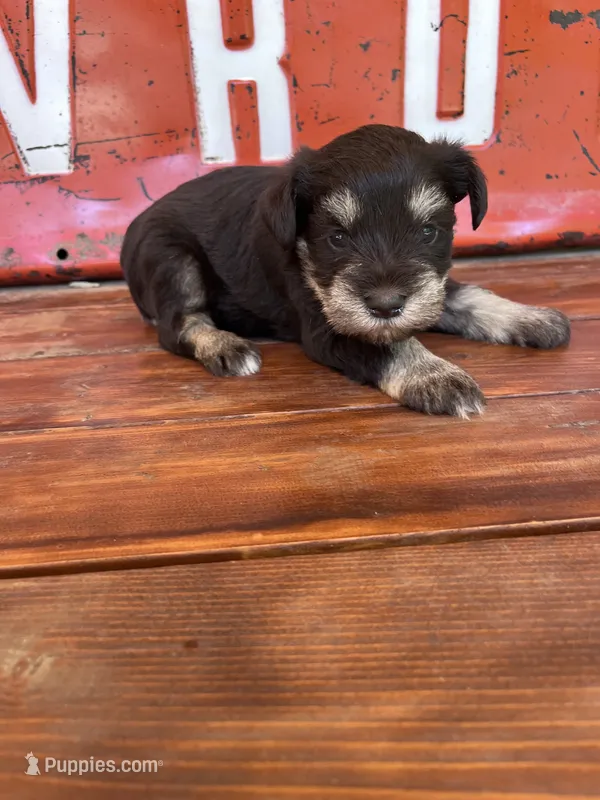 Chocolate – Miniature Schnauzer puppy for sale in Lebanon, MO