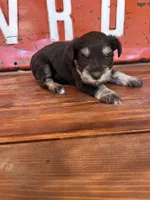 Chocolate, a female Miniature Schnauzer for sale in Lebanon, MO – 3 of 7