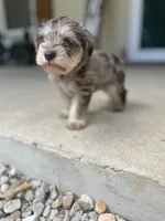 Pig, a male Miniature Schnauzer for sale in Lebanon, MO – 8 of 8