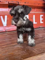 Chocolate, a female Miniature Schnauzer for sale in Lebanon, MO – 2 of 7