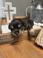 Chocolate, a female Miniature Schnauzer for sale in Lebanon, MO – 2 of 2