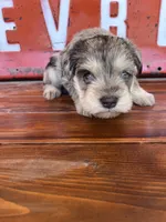 Pig, a male Miniature Schnauzer for sale in Lebanon, MO – 6 of 8