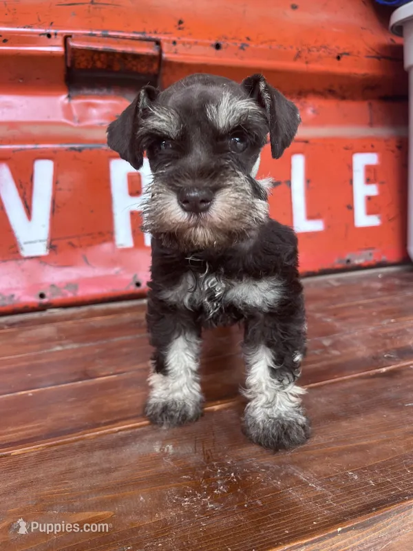 Chocolate – Miniature Schnauzer puppy for sale in Lebanon, MO