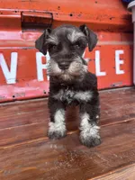 Chocolate, a female Miniature Schnauzer for sale in Lebanon, MO – 1 of 7