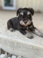Chocolate, a female Miniature Schnauzer for sale in Lebanon, MO – 5 of 7