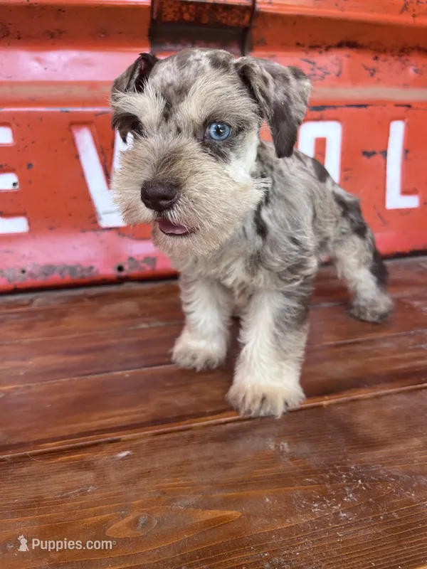 Pig – Miniature Schnauzer puppy on hold in Lebanon, MO