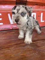 Pig, a male Miniature Schnauzer for sale in Lebanon, MO – 1 of 8
