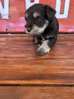 Chocolate, a female Miniature Schnauzer for sale in Lebanon, MO – 4 of 7