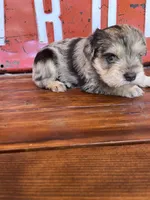 Pig, a male Miniature Schnauzer for sale in Lebanon, MO – 7 of 8