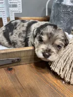 Pig, a male Miniature Schnauzer for sale in Lebanon, MO – 1 of 3