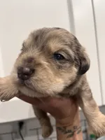 Pig, a male Miniature Schnauzer for sale in Lebanon, MO – 2 of 3