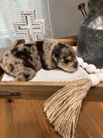 Pig, a male Miniature Schnauzer for sale in Lebanon, MO – 3 of 3