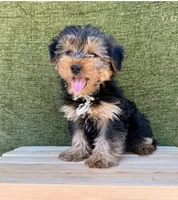 Buster, a male Yorkshire Terrier for sale in Orlando, FL – 3 of 7