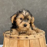 Charley, a male Yorkshire Terrier for sale in Orlando, FL – 4 of 6