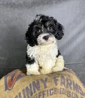 London, a female Cavapoo for sale in Orlando, FL – 2 of 6