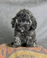 Dusty, a male Maltipoo for sale in Orlando, FL – 5 of 7