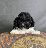 Boots, a male Maltipoo for sale in Orlando, FL – 9 of 10