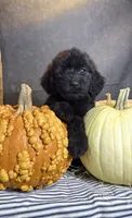 Buddy, a male Goldendoodle for sale in Ocala, FL – 7 of 9