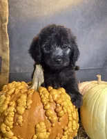 Peaches, a female Goldendoodle for sale in Ocala, FL – 7 of 10