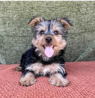 Molly , a female Yorkshire Terrier for sale in Orlando, FL – 2 of 7