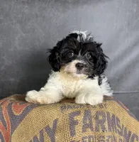 Patches, a male Cavapoo for sale in Orlando, FL – 4 of 7