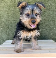Molly , a female Yorkshire Terrier for sale in Orlando, FL – 3 of 7