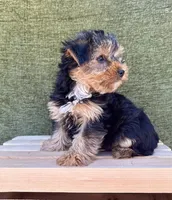 Buster, a male Yorkshire Terrier for sale in Orlando, FL – 5 of 7