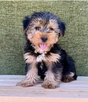 Buster, a male Yorkshire Terrier for sale in Orlando, FL – 4 of 7