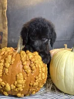 Peaches, a female Goldendoodle for sale in Ocala, FL – 5 of 10