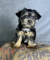 Daisy, a female Yorkshire Terrier for sale in Orlando, FL – 2 of 4
