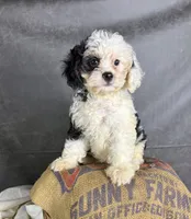 Fiona, a female Cavapoo for sale in Orlando, FL – 5 of 10
