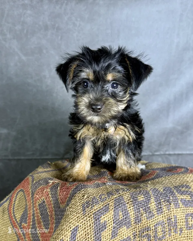 Daisy – Yorkshire Terrier puppy for sale in Orlando, FL