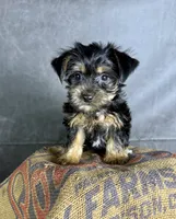 Daisy, a female Yorkshire Terrier for sale in Orlando, FL – 1 of 4