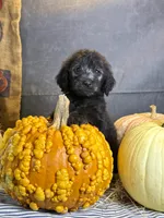 Peaches, a female Goldendoodle for sale in Ocala, FL – 10 of 10