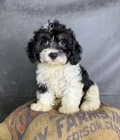 London, a female Cavapoo for sale in Orlando, FL – 5 of 6