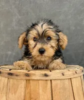 Charley, a male Yorkshire Terrier for sale in Orlando, FL – 3 of 6