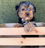 Buster, a male Yorkshire Terrier for sale in Orlando, FL – 6 of 7