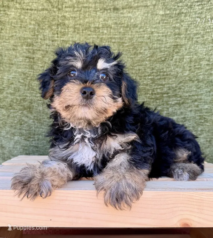 Bernie – Yorkshire Terrier puppy for sale in Orlando, FL