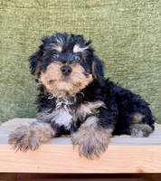 Bernie, a male Yorkshire Terrier for sale in Orlando, FL – 1 of 5