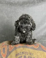 Dusty, a male Maltipoo for sale in Orlando, FL – 4 of 7